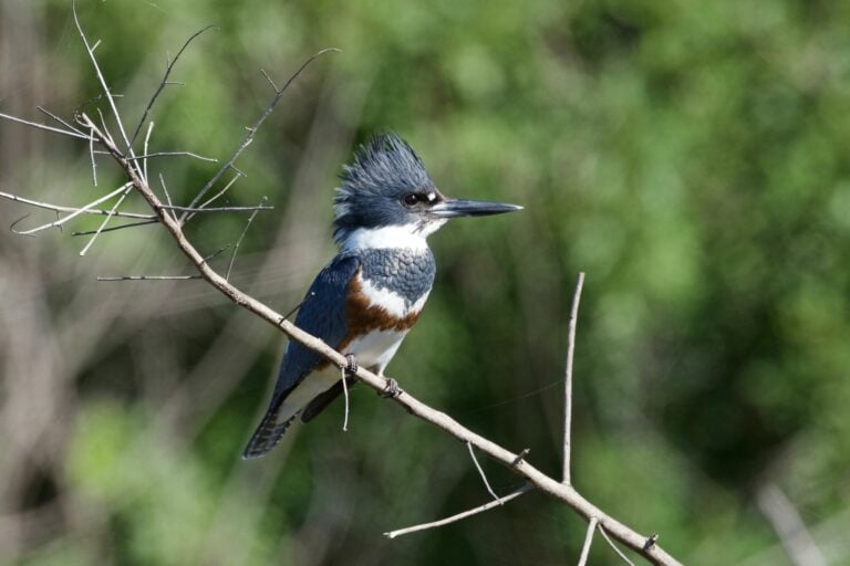 The most overlooked birds in North America: Females