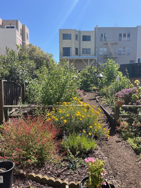 A Renter’s Mostly-Native Garden
