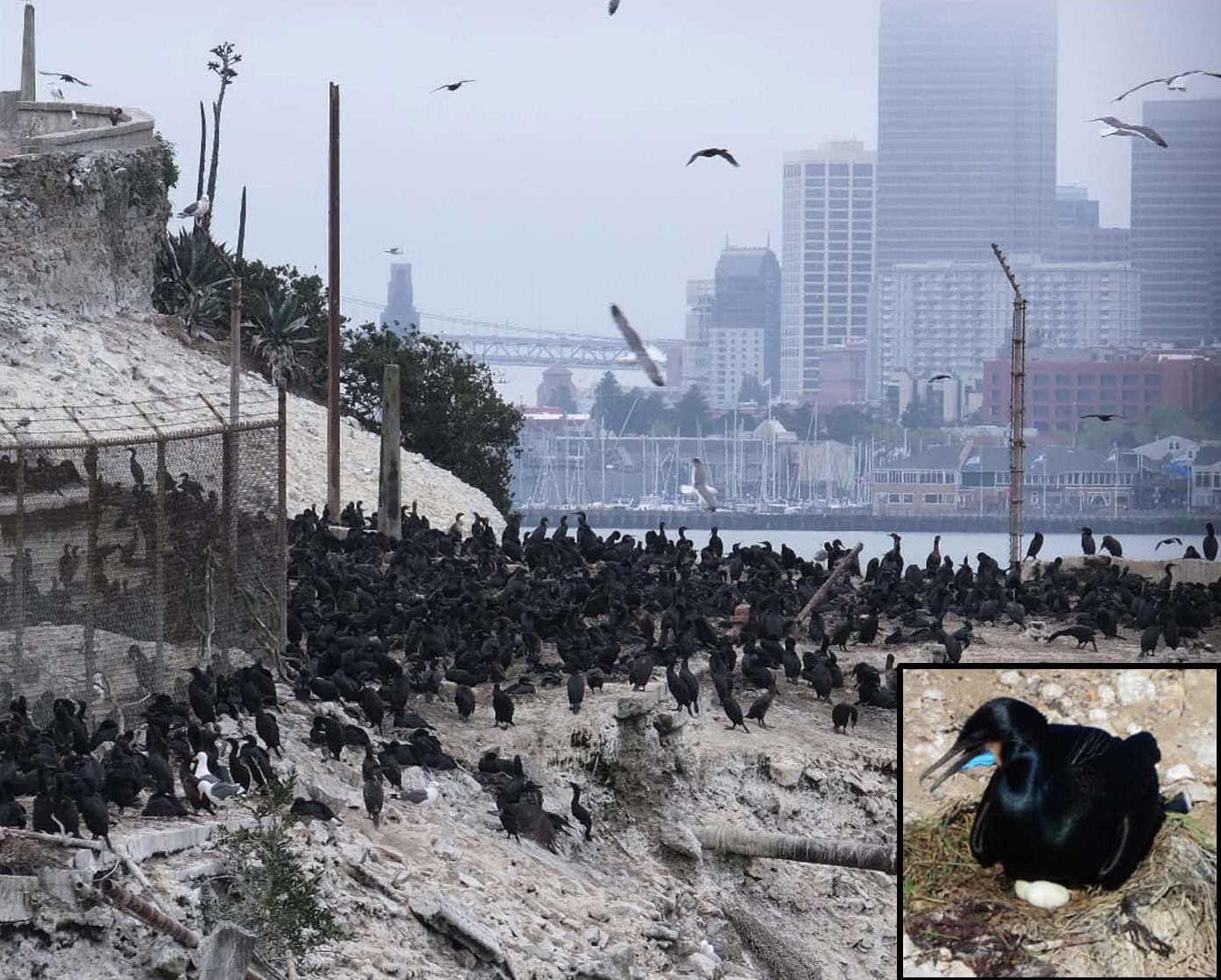 Alcatraz Island – A Climate Refuge for Seabirds - Golden Gate Bird