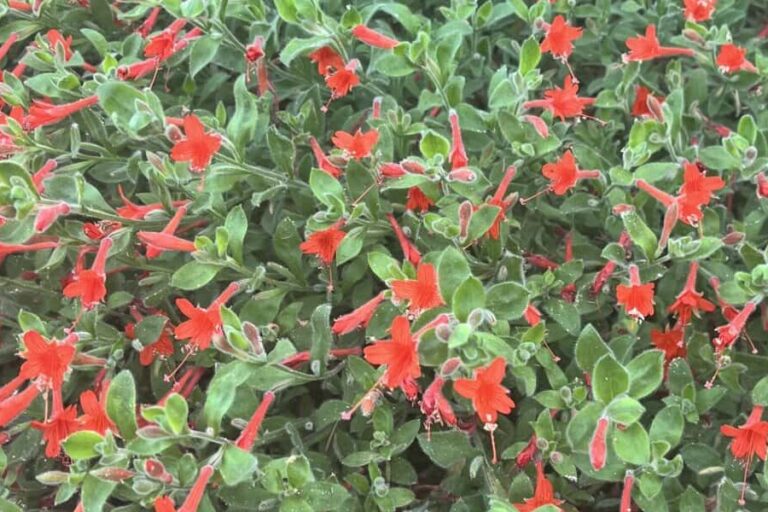 Creating Bird-Friendly Gardens: Native Plants for Bay Area Birds