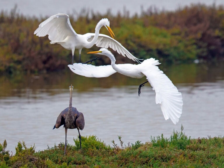 Defend These Federal Agencies, Defend Our Birds.