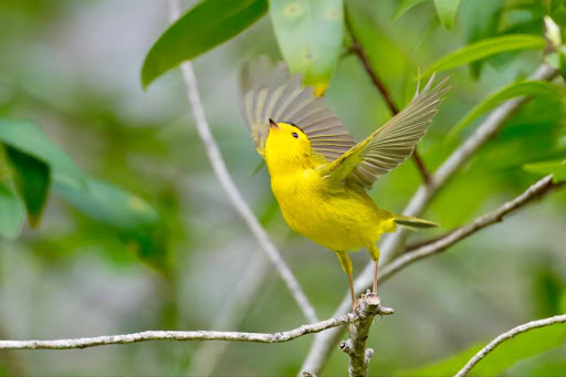 WIlson's Warbler - Kenneth Hillan