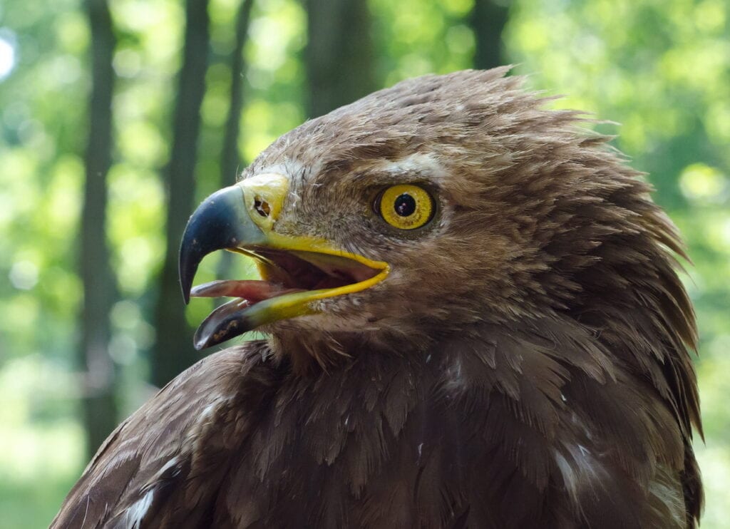 27-02 - Transylvania - Lesser Spotted Eagle Lesser Spotted Eagle
