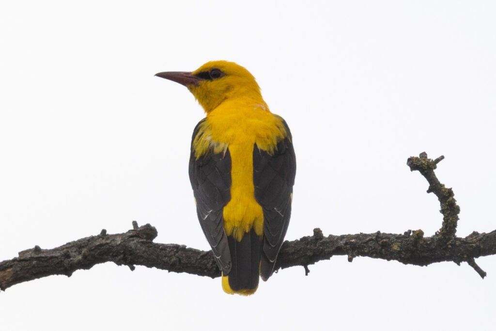 27-02 - Transylvania - golden oriole1 Golden Oriole