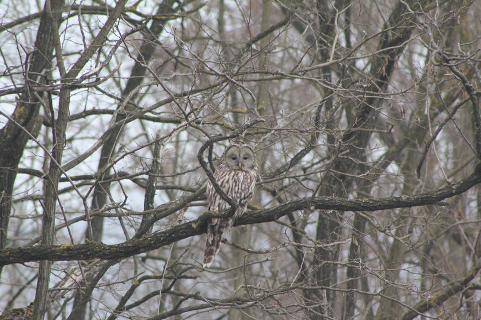 27-02 - Transylvania - Ural Owl