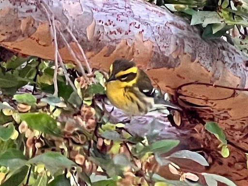 A small yellow and black bird perched on a branch in a Chinese Elm tree.