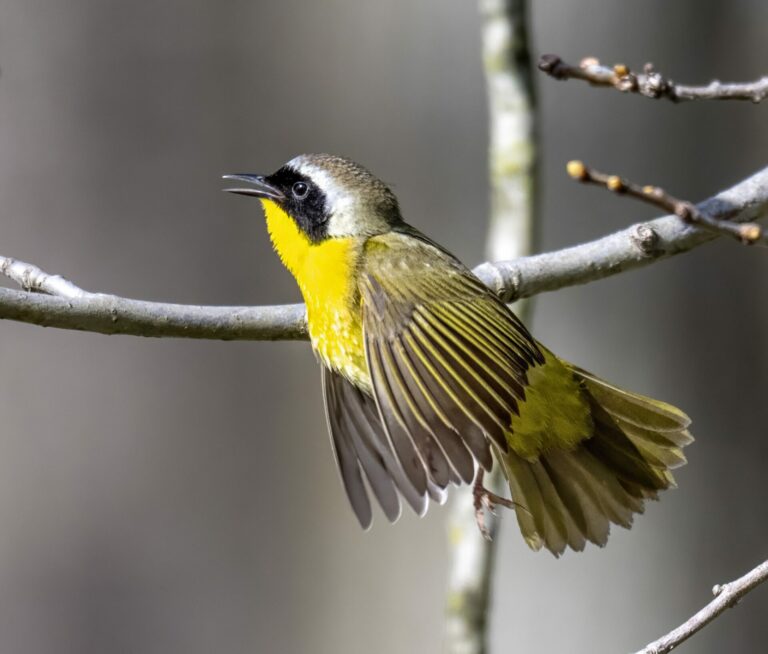 Lights Out For Birds
