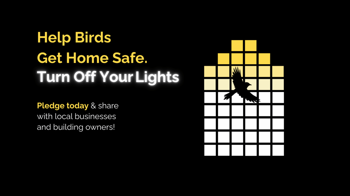 The Impact of Artificial Lights At Night on Birds