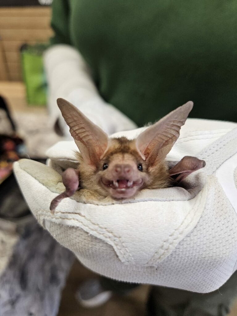 The Winged Heroes of the Night – Bats