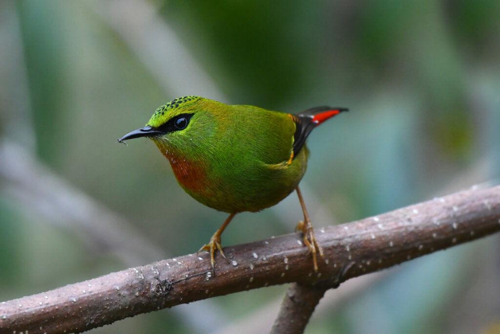 26-13 Fire-tailed Myzornis_by Chubzang Tangbi