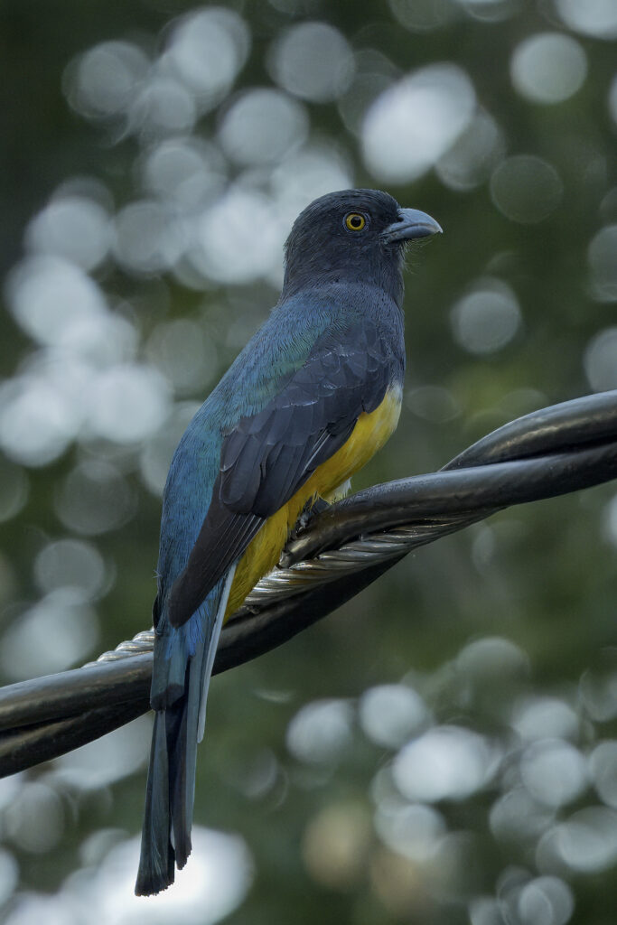 Citreoline Trogon - Bob Lewis