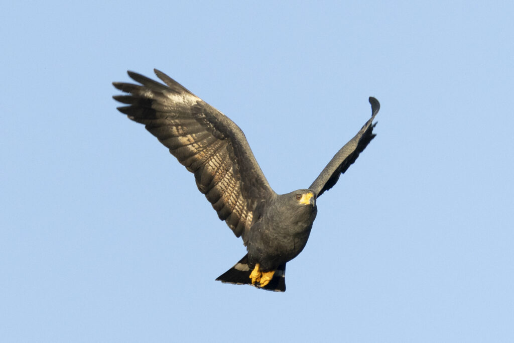 Common Black Hawk - Bob Lewis