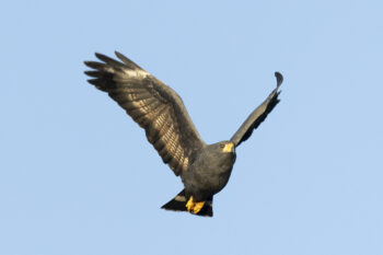 Common Black Hawk - Bob Lewis