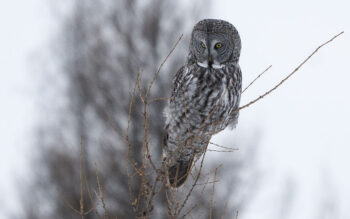Great-Grey-Owl by Jacob Roalef
