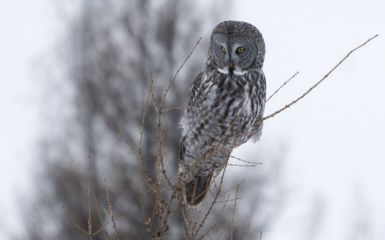 Great-Grey-Owl by Jacob Roalef