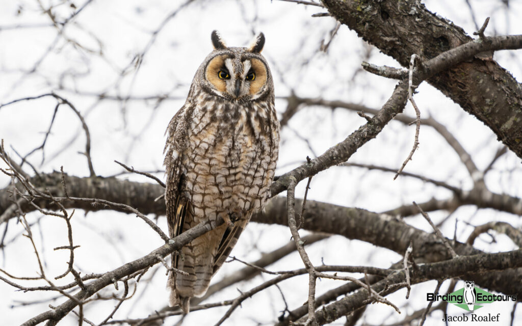 Long-eared Owl by Jacob Roalef