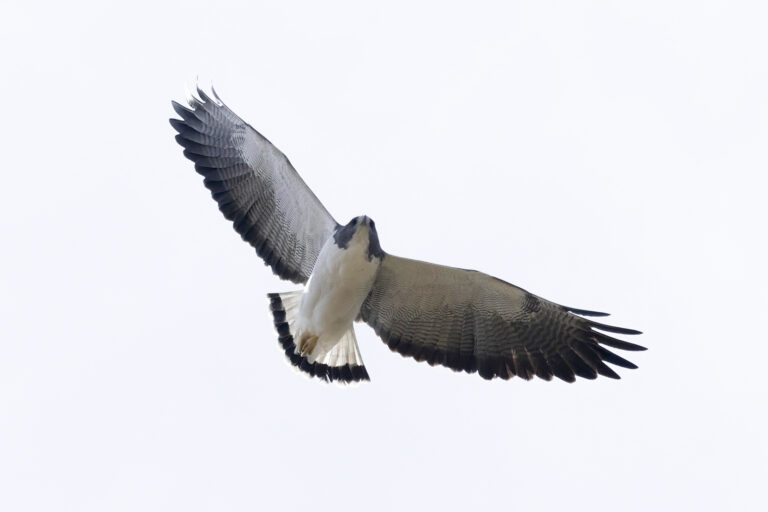 White-tailed Hawk