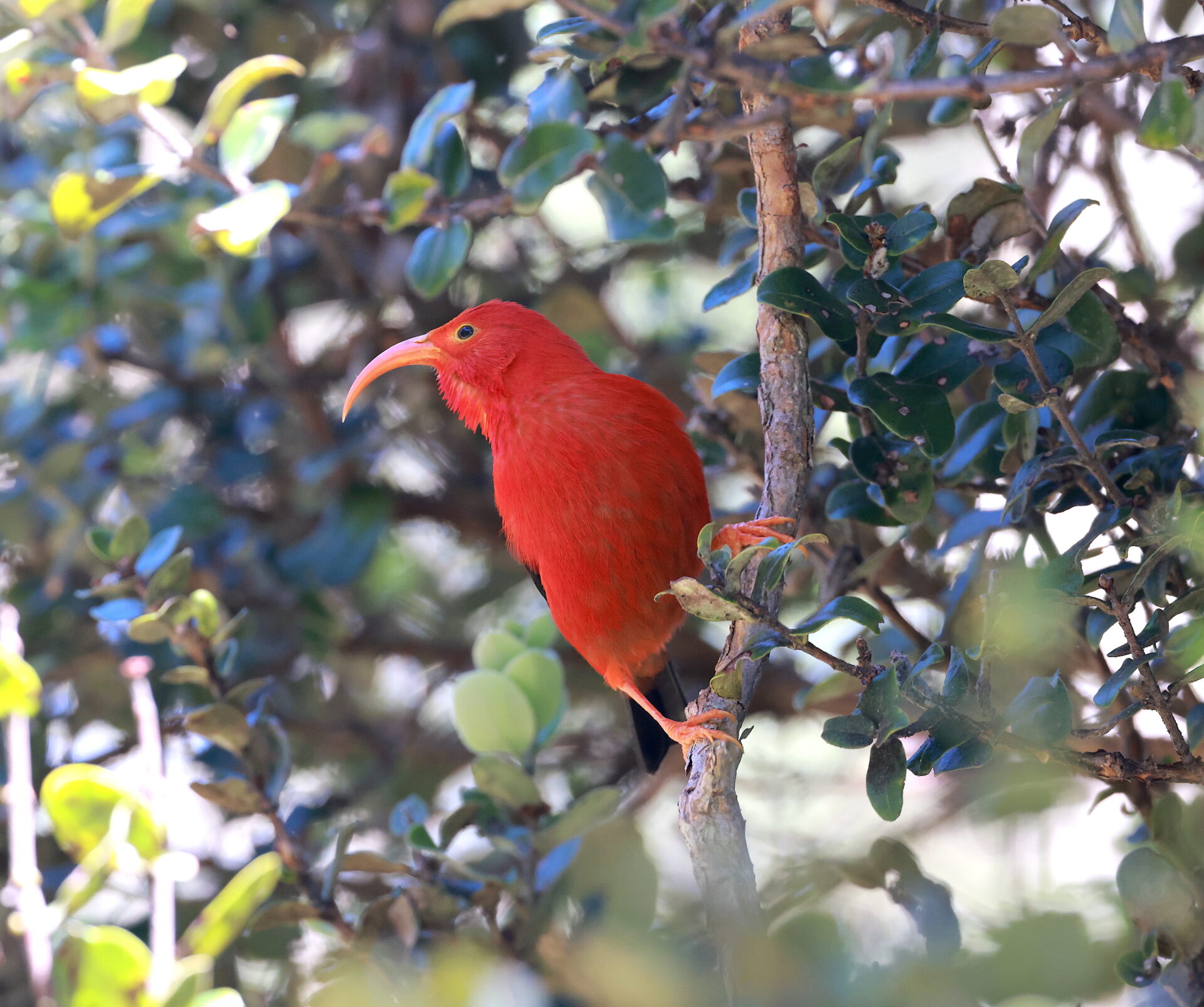Avifauna of Hawaii: Birds on the Brink 