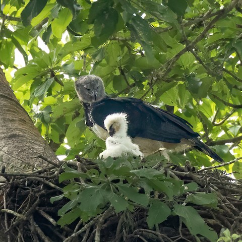 Harpy Eagle - Peggy Steffens