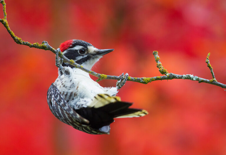 Woodpeckers: the heart of North American Forests