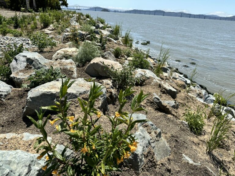 Advancing Living Shorelines in SF Bay