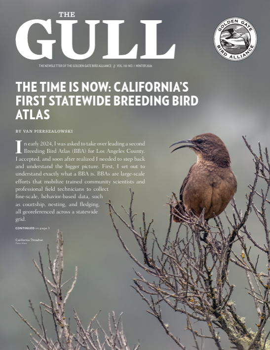 Winter 2026 Gull is now online