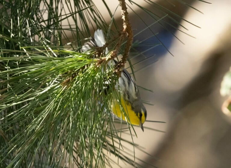 SF Christmas Bird Count 2026