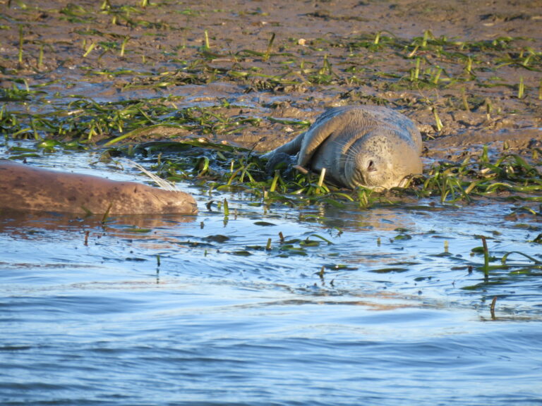 Birding by Kayak in Elkhorn Slough (New!)