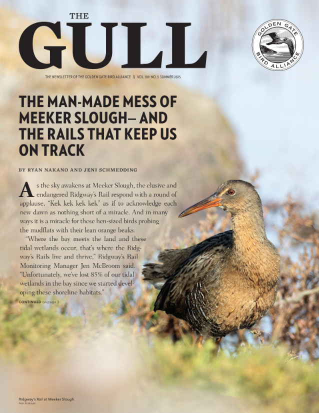 Summer 2025 Gull is now online