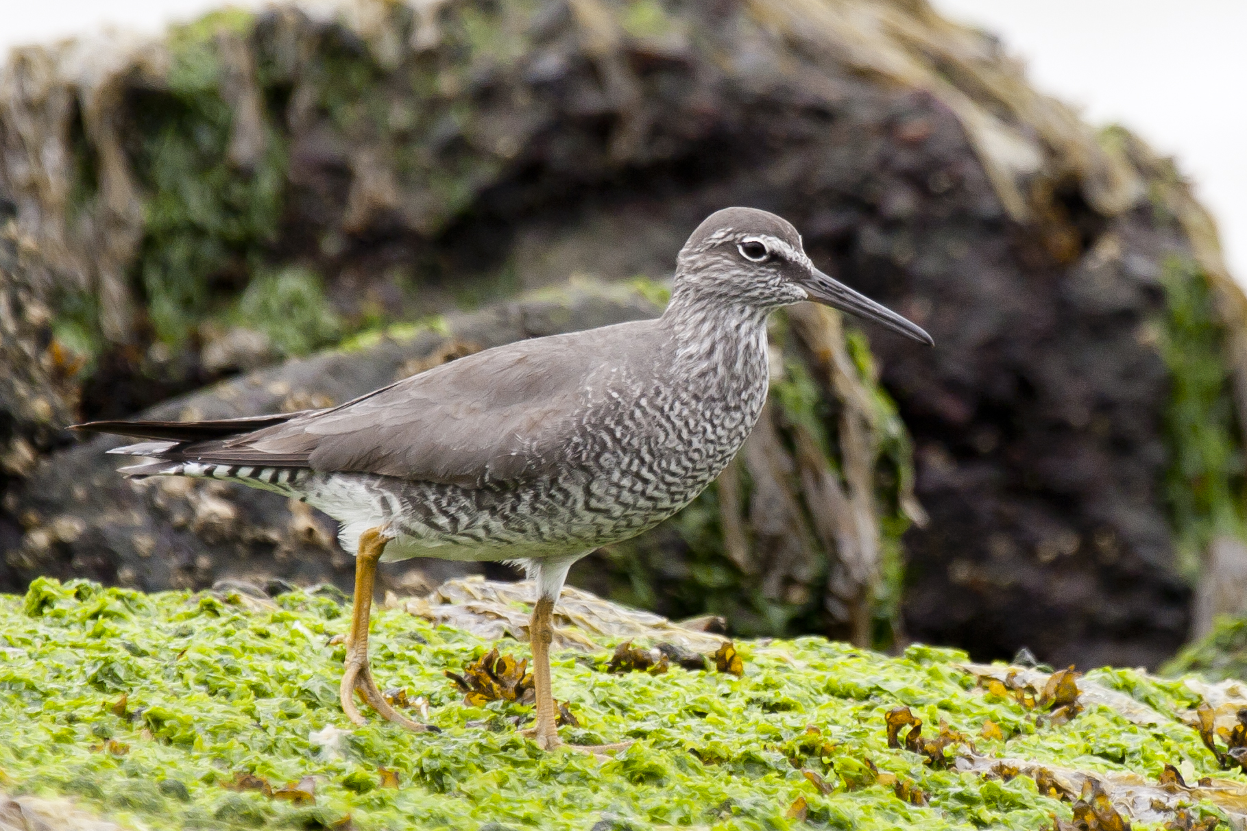 Around the World in 80 Birds