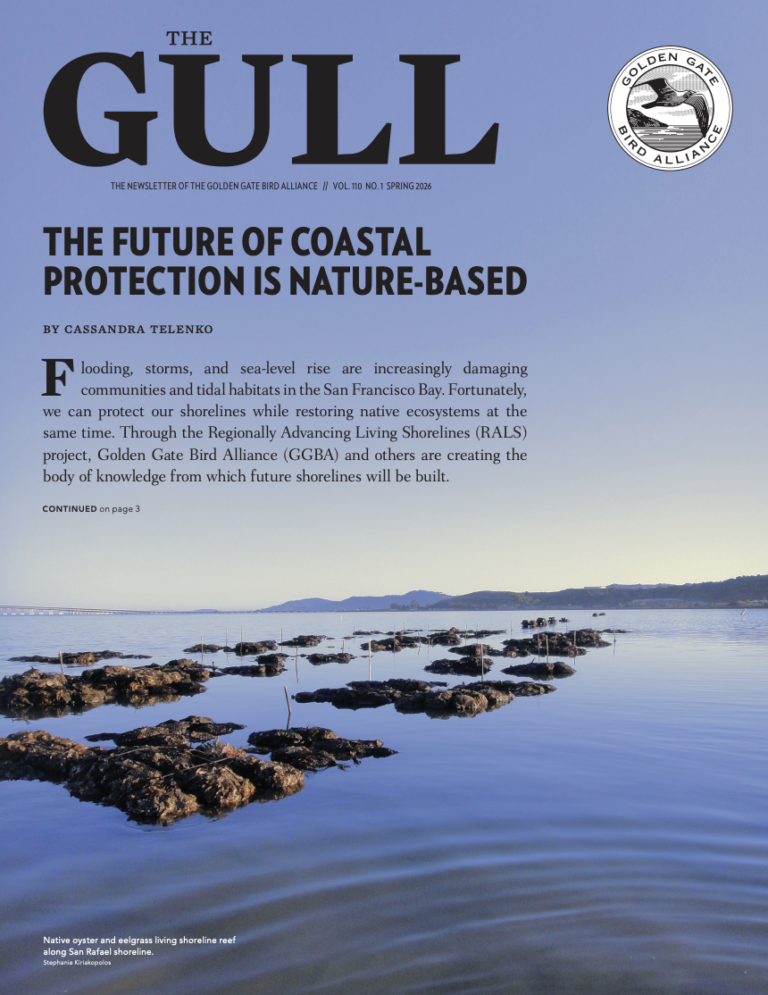Spring 2026 Gull is now online