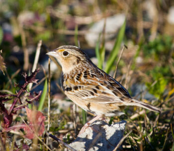 grasshopper sparrow Allen Hirsch