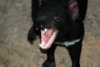 23-11 Tasmanian Devil