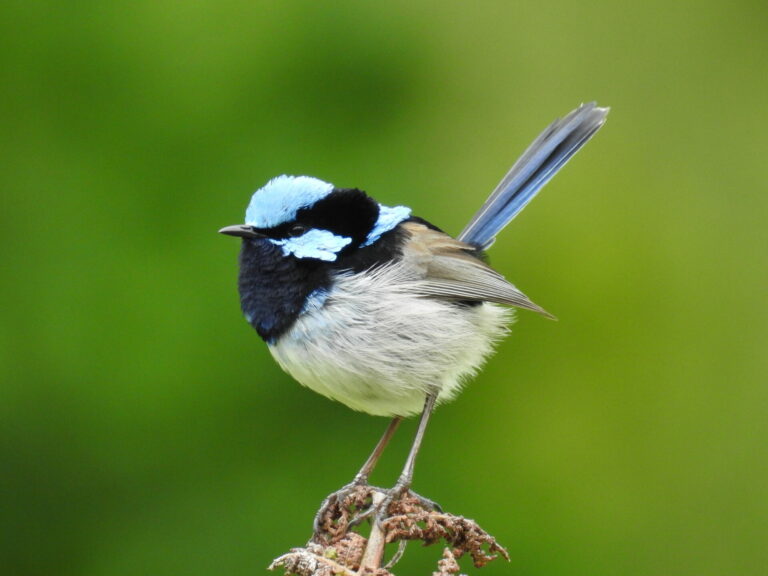 Tasmania Endemics