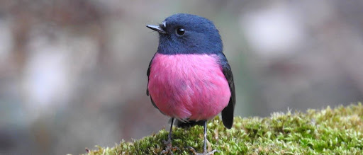 Pink Robin : Cat Davidson