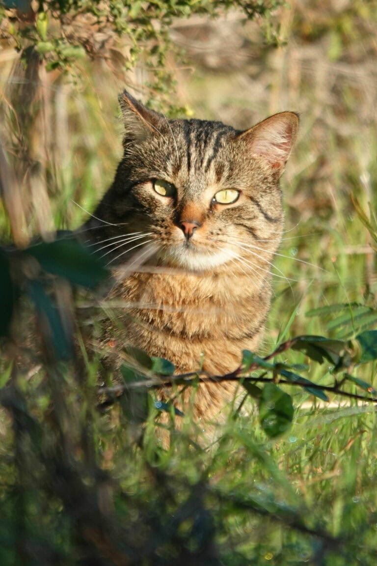 Cats, Wildlife, and Solutions