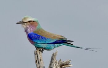 Iconic bird of Southern Africa
