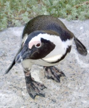 African Penguin