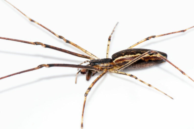 Birds of a Feather Lurk Together: The Spooky Parallels Between Spiders and Birds