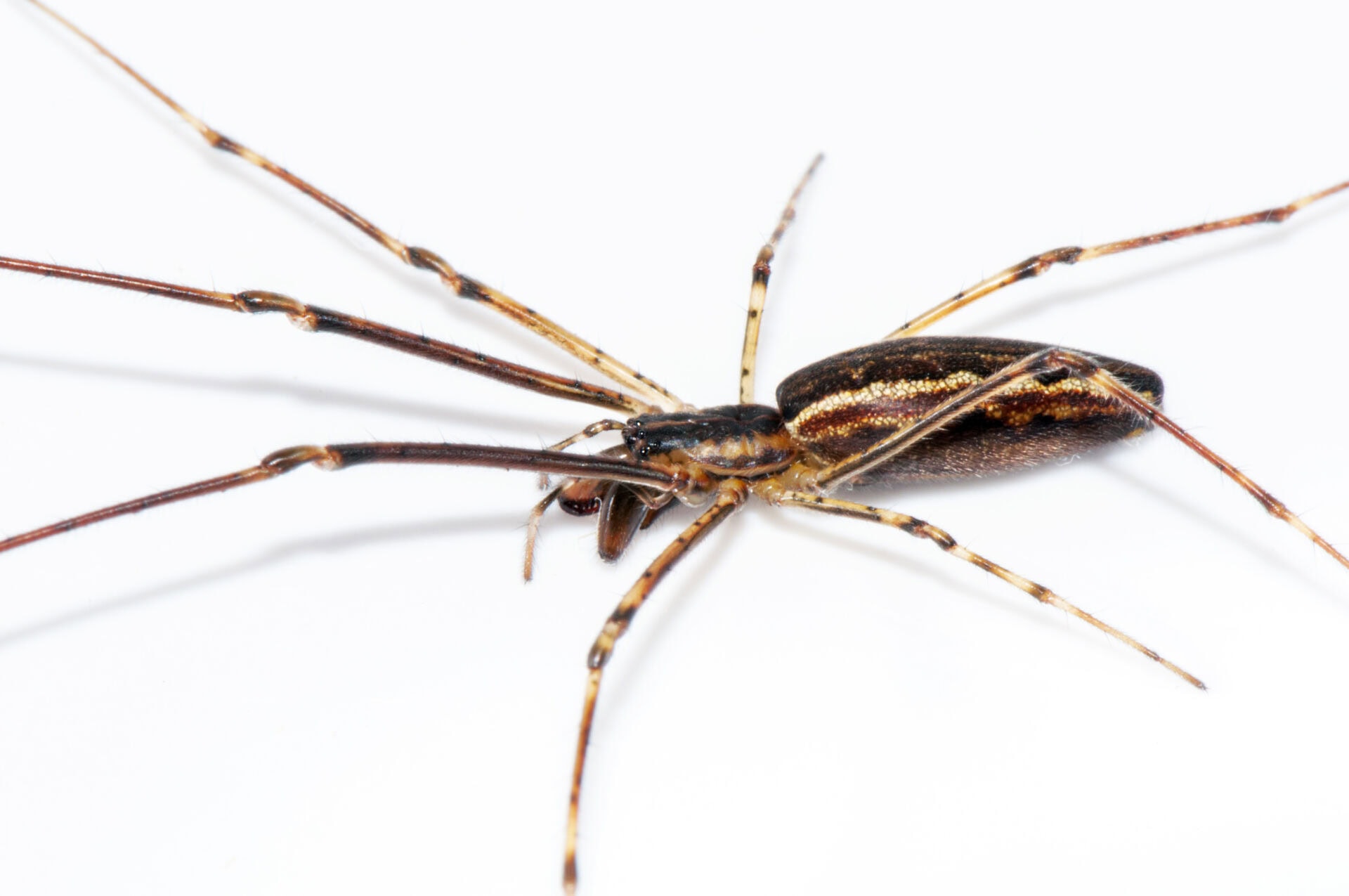Birds of a Feather Lurk Together: The Spooky Parallels Between Spiders and Birds