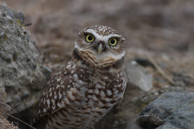CEQA Saves Birds