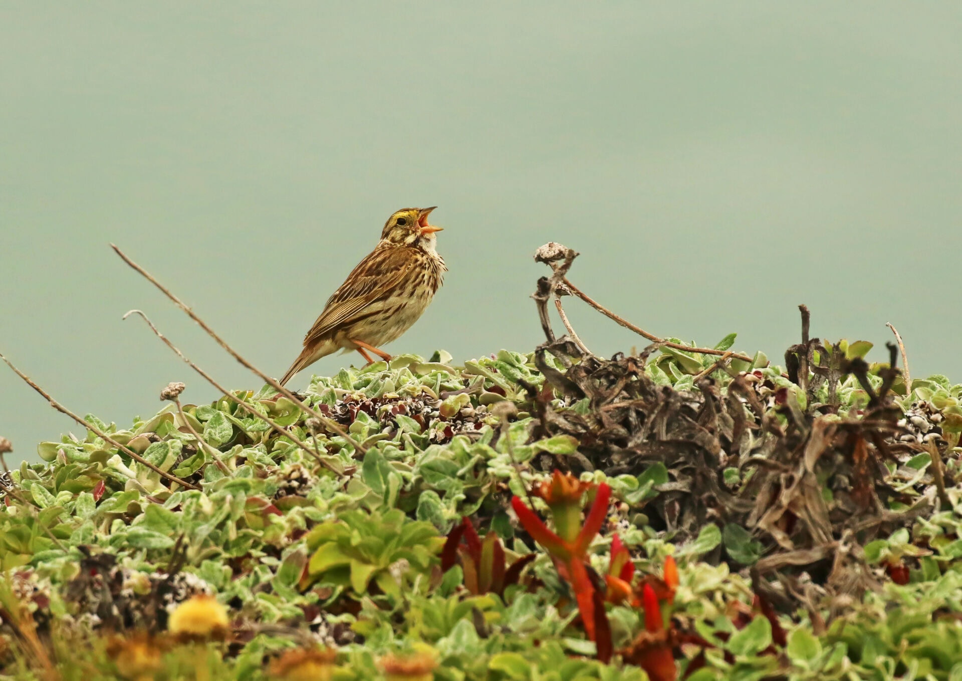 Life on the edge: the amazingly adaptable Savannah Sparrow and its persistence in a changing world