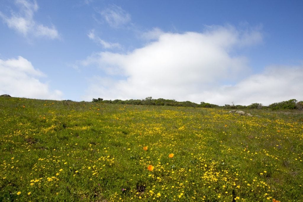 Peninsula Watershed in the spring / Photo by SFPUC