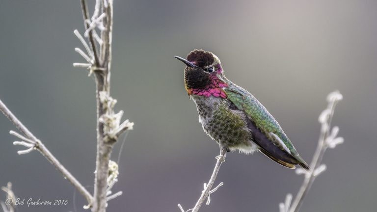 Getting to Know the Anna’s Hummingbird