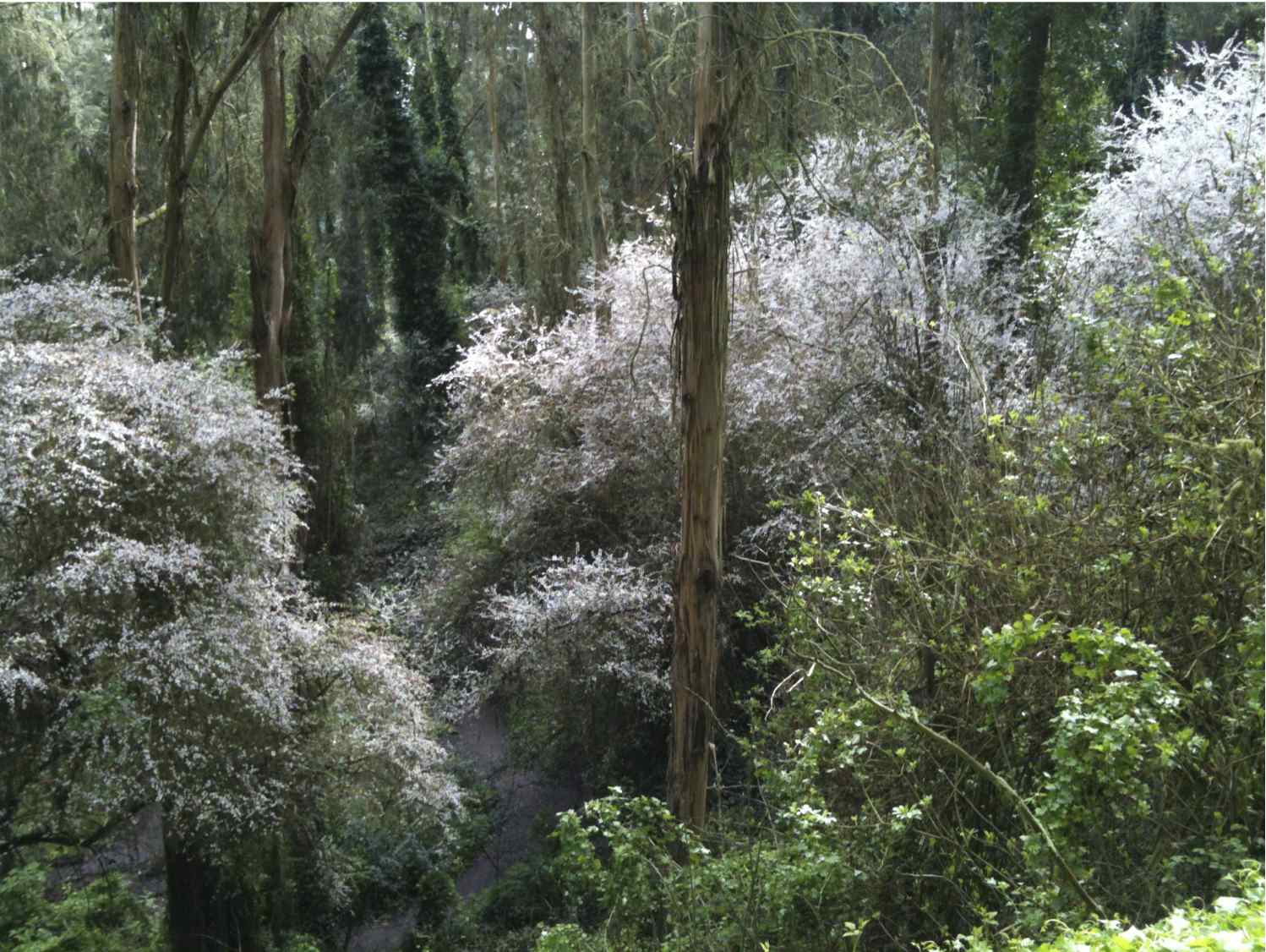 Sutro Forest - conservation gem or lost opportunity? - Golden Gate