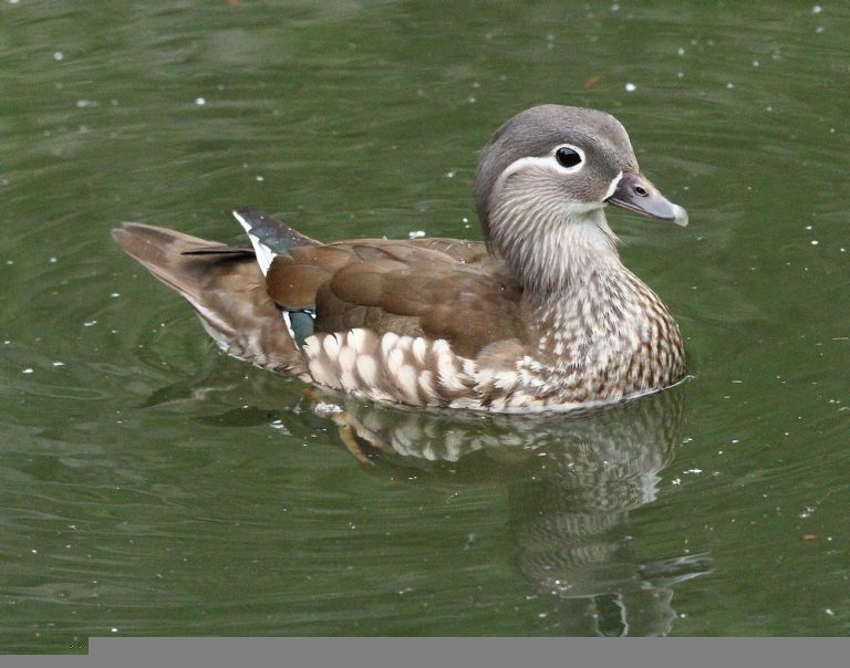 Mandy, Feisty, the Mandarin Duck