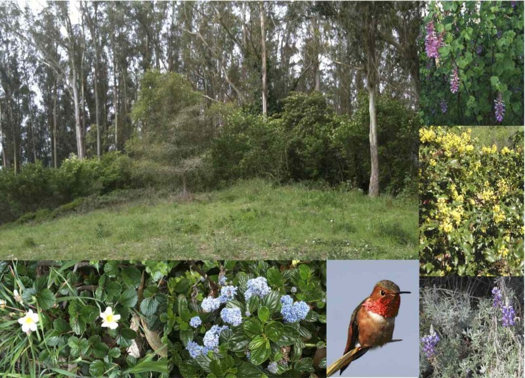Rotary Meadow with (clockwise) Pink Currant, Barberry, Lupine/sage, Allen's Hummingbird, Ceanothus, and Wild Strawberry. Photos by Patricia Greene except for hummingbird by Bob lewis. 