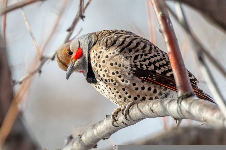 Birding While Sheltered in Place: Reflections