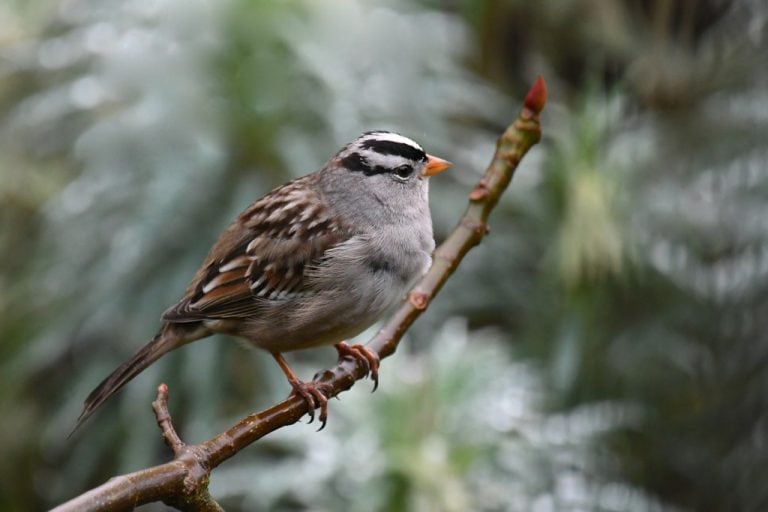 Shelter-in-Place Birding