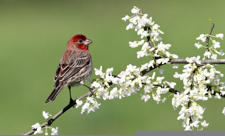 Breakfast with Towhees, Lunch with Finches